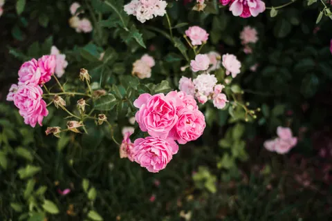 Rose Garden 4K Wallpaper · flowers · 3840×2560