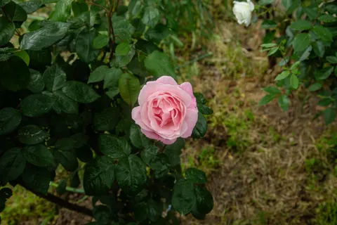 Rose Garden 4K Wallpaper · flowers · 3840×2560