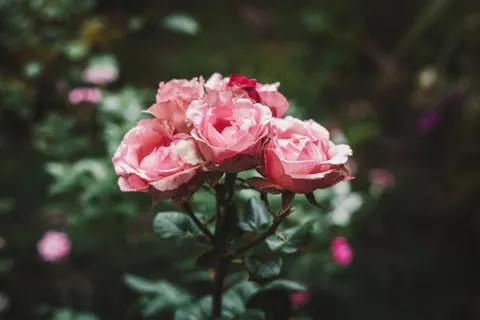 Rose Garden 4K Wallpaper · flowers · 3840×2560