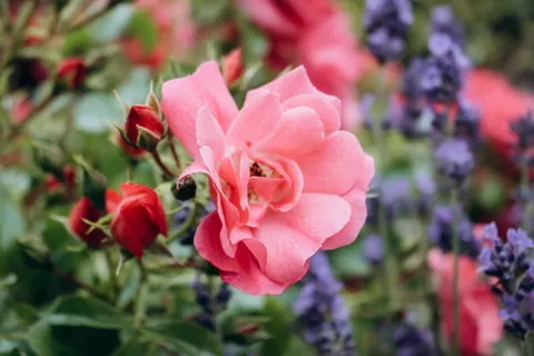 Rose Garden 4K Wallpaper · flowers · 3840×2560