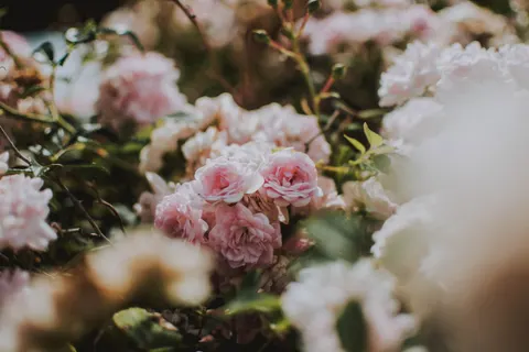 Rose Garden 4K Wallpaper · flowers · 3840×2560