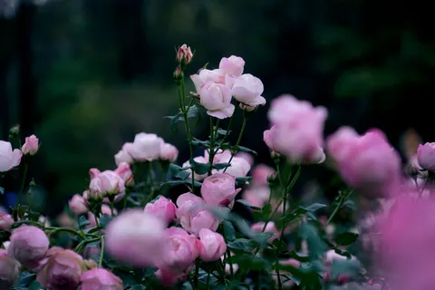 Rose Garden 4K Wallpaper · flowers · 3840×2560