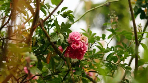 Rose Garden 4K Wallpaper · flowers · 3840×2161