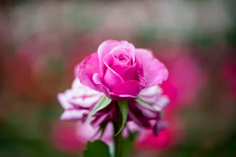 Rose Garden 4K Wallpaper · flowers · 3840×2560