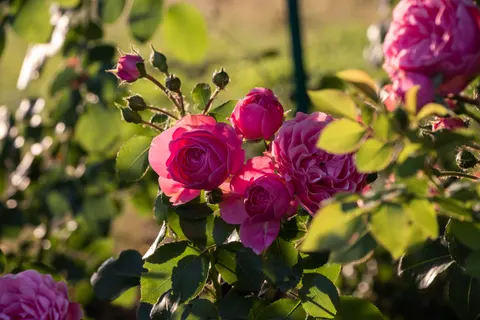 Rose Garden 4K Wallpaper · flowers · 3840×2560