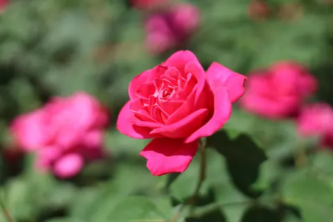 Rose Garden 4K Wallpaper · flowers · 3840×2560
