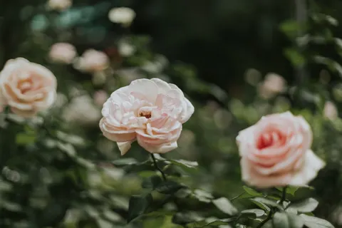 Rose Garden 4K Wallpaper · flowers · 3840×2560