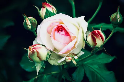 Rose Garden 4K Wallpaper · flowers · 3840×2560