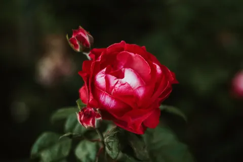 Rose Garden 4K Wallpaper · flowers · 3840×2560