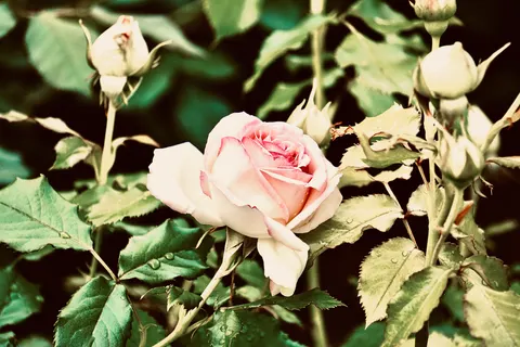 Rose Garden 4K Wallpaper · flowers · 3840×2560