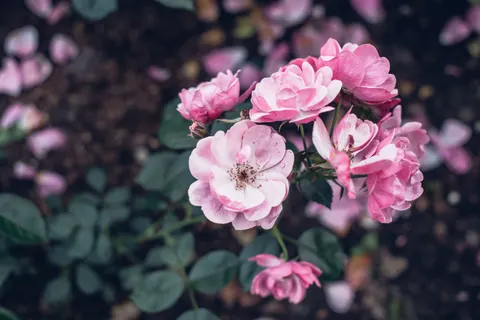والپیپر باغ رز با کیفیت 4K · flowers · 3840×2563