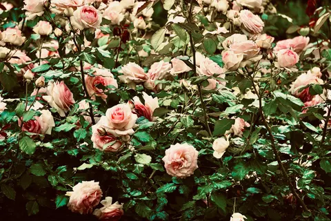 Rose Garden 4K Wallpaper · flowers · 3840×2560