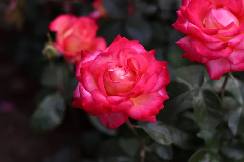 Rose Garden 4K Wallpaper · flowers · 3840×2560