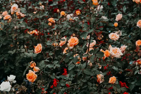 Rose Garden 4K Wallpaper · flowers · 3840×2560