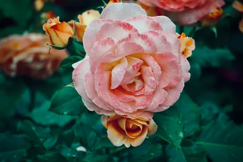 Rose Garden 4K Wallpaper · flowers · 3840×2560