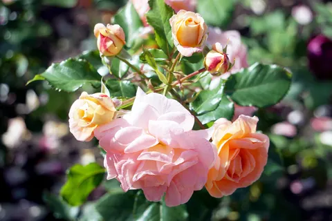 Rose Garden 4K Wallpaper · flowers · 3840×2560