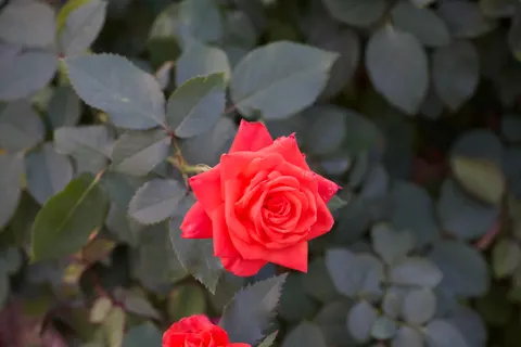 Rose Garden 4K Wallpaper · flowers · 3840×2560
