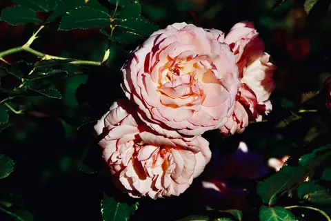 Rose Garden 4K Wallpaper · flowers · 3840×2560
