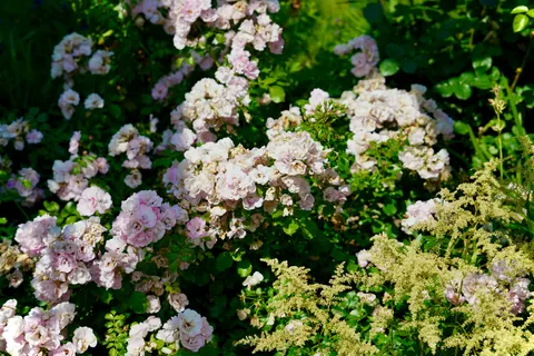 Rose Garden 4K Wallpaper · flowers · 3840×2560