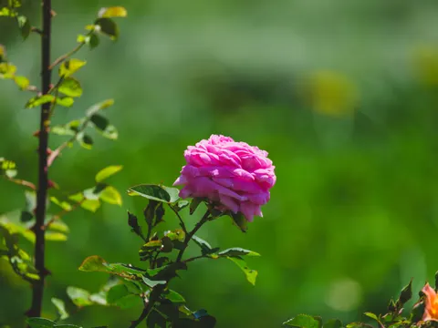 Rose Garden 4K Wallpaper · flowers · 3840×2880
