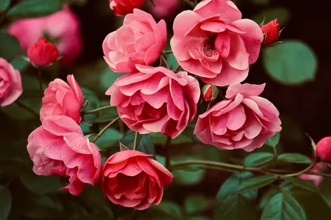 Rose Garden 4K Wallpaper · flowers · 3840×2560