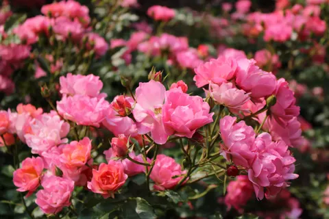 Rose Garden 4K Wallpaper · flowers · 3840×2560