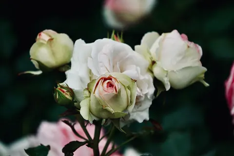 Rose Garden 4K Wallpaper · flowers · 3840×2560