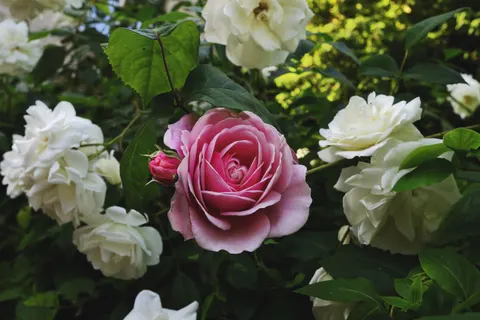 Rose Garden 4K Wallpaper · flowers · 3840×2560