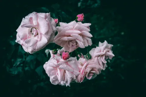 Rose Garden 4K Wallpaper · flowers · 3840×2560