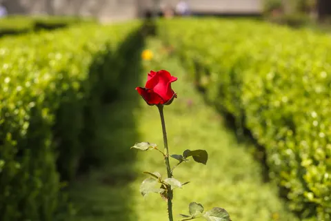 Rosengarten 4K Hintergrundbild · flowers · 3840×2560