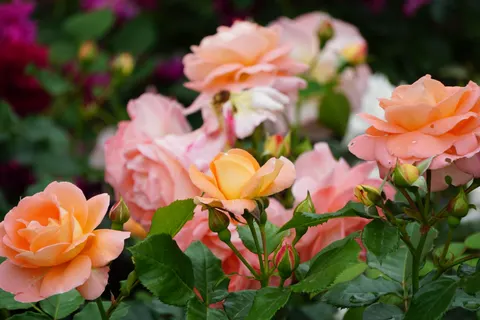 Rose Garden 4K Wallpaper · flowers · 3840×2560