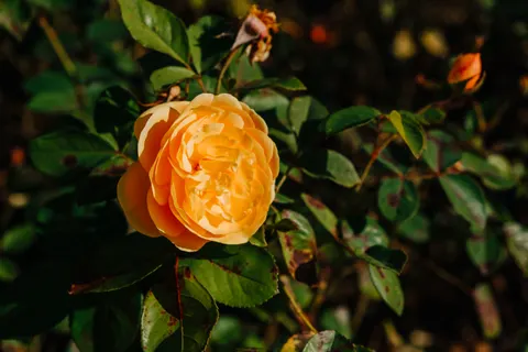 Rose Garden 4K Wallpaper · flowers · 3840×2560