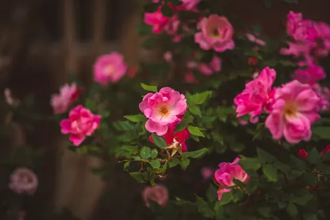 Rose Garden 4K Wallpaper · flowers · 3840×2560