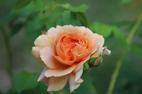 Rose Garden 4K Wallpaper · flowers · 3840×2560