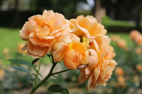 Rose Garden 4K Wallpaper · flowers · 3840×2560
