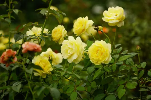 Rose Garden 4K Wallpaper · flowers · 3840×2560