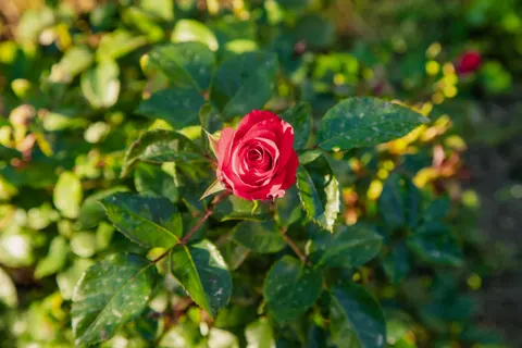 Rose Garden 4K Wallpaper · flowers · 3840×2560