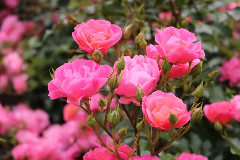 Rose Garden 4K Wallpaper · flowers · 3840×2560