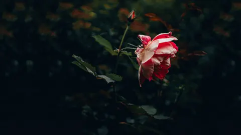 Rose Garden 4K Wallpaper · flowers · 3840×2160
