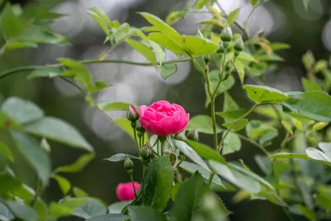 Rose Garden 4K Wallpaper · flowers · 3840×2560