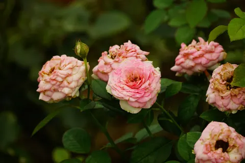 Rose Garden 4K Wallpaper · flowers · 3840×2560