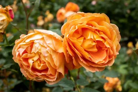 Rose Garden 4K Wallpaper · flowers · 3840×2560
