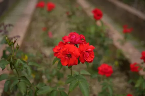Rose Garden 4K Wallpaper · flowers · 3840×2560
