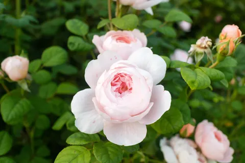 Rose Garden 4K Wallpaper · flowers · 3840×2560
