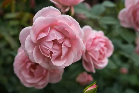 Rose Garden 4K Wallpaper · flowers · 3840×2560