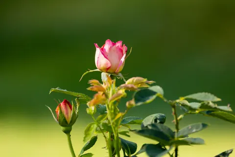 Rose Garden 4K Wallpaper · flowers · 3840×2561