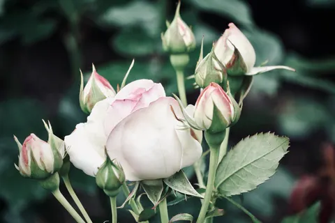 Rose Garden 4K Wallpaper · flowers · 3840×2560