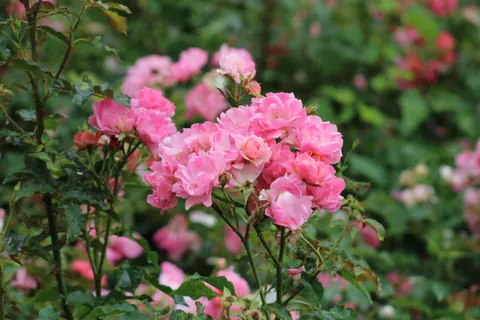 Rose Garden 4K Wallpaper · flowers · 3840×2560