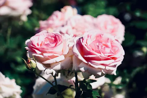 Rose Garden 4K Wallpaper · flowers · 3840×2560