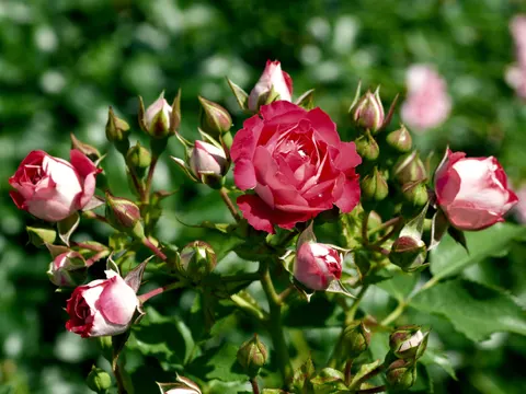 Rose Garden 4K Wallpaper · flowers · 3840×2880